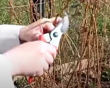 Обрізка малини навесні
