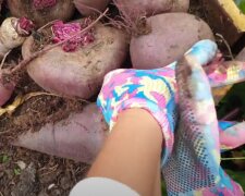 Урожай свеклы: скрин с видео