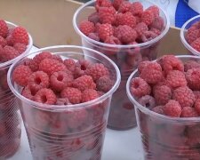 Малина. Фото: скриншот YouTube-видео