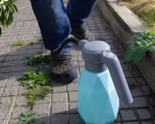 Як швидко позбутися мурах та слимаків на ділянці: купіть цей засіб у будь-якій аптеці