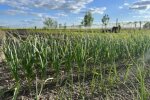 Огород, лук, изображение из свободных источников